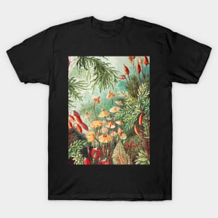 Fern -  Ernst Haeckel. T-Shirt